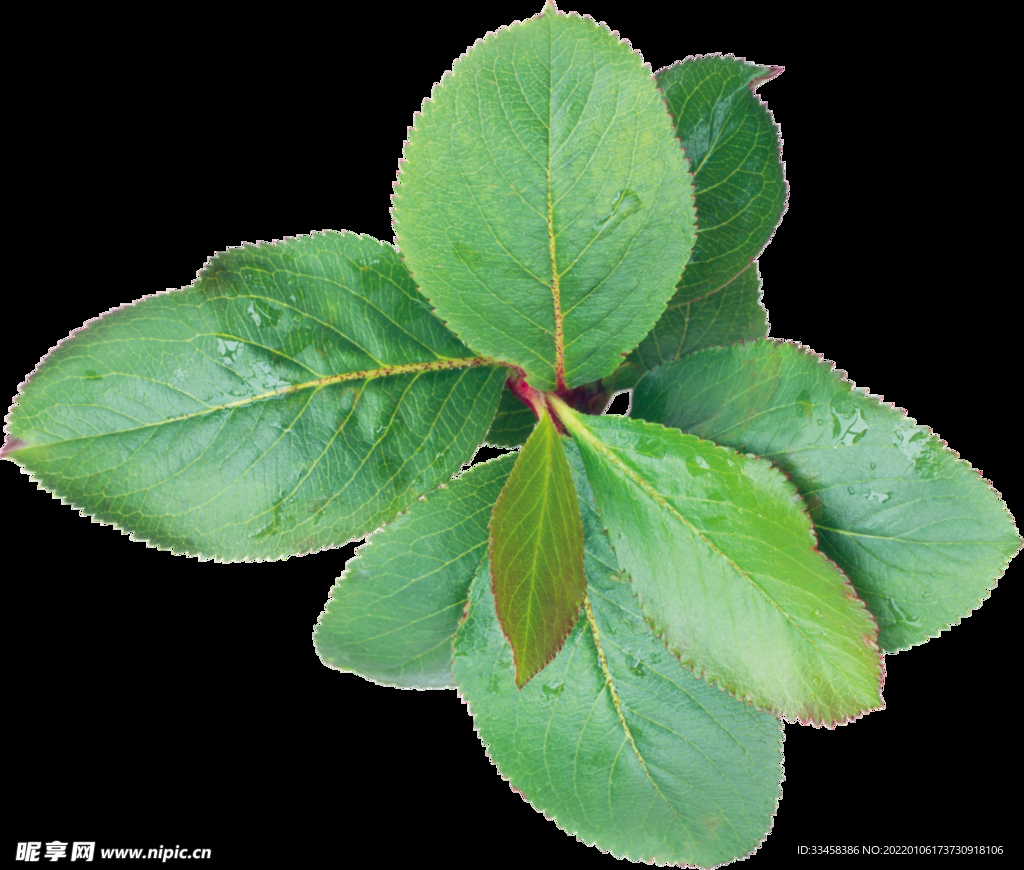 绿叶 png 植物 矢量图  