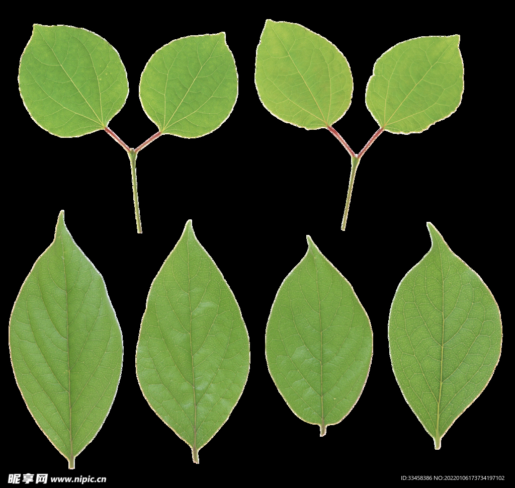 绿叶 png 植物 矢量图  