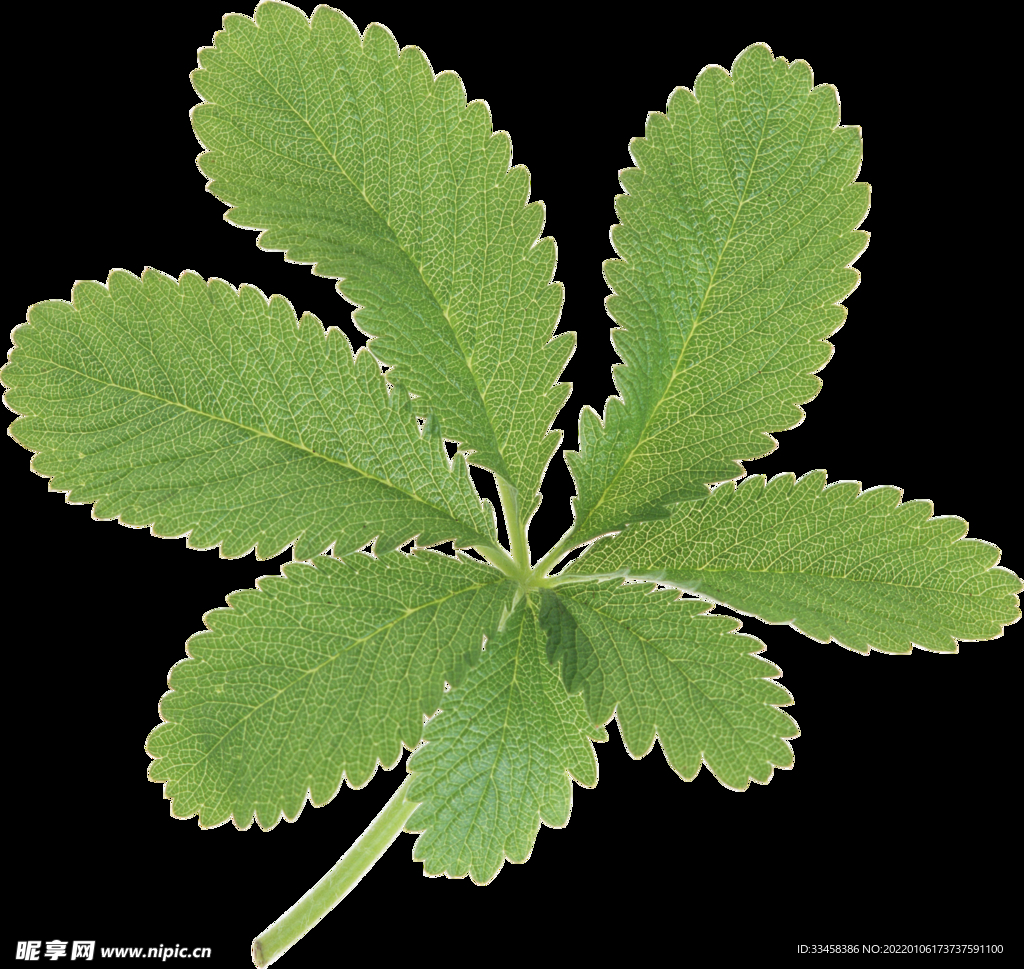 绿叶 png 植物 矢量图  