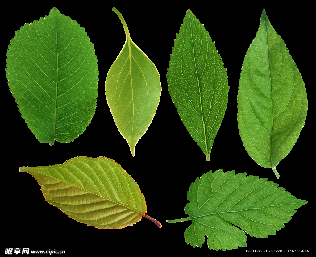 绿叶 png 植物 矢量图  