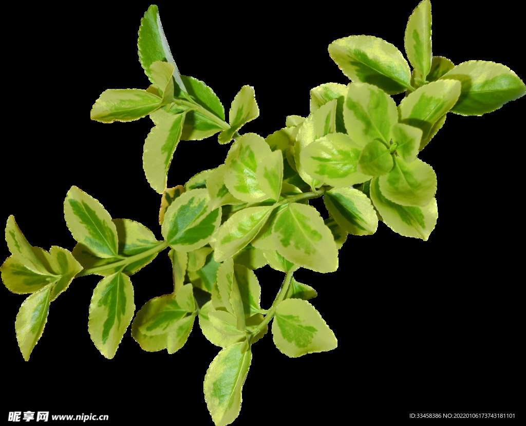 绿叶 png 植物 矢量图  