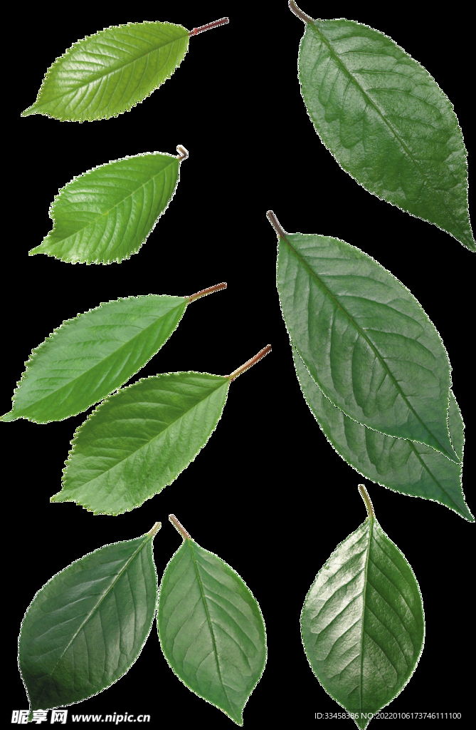绿叶 png 植物 矢量图  