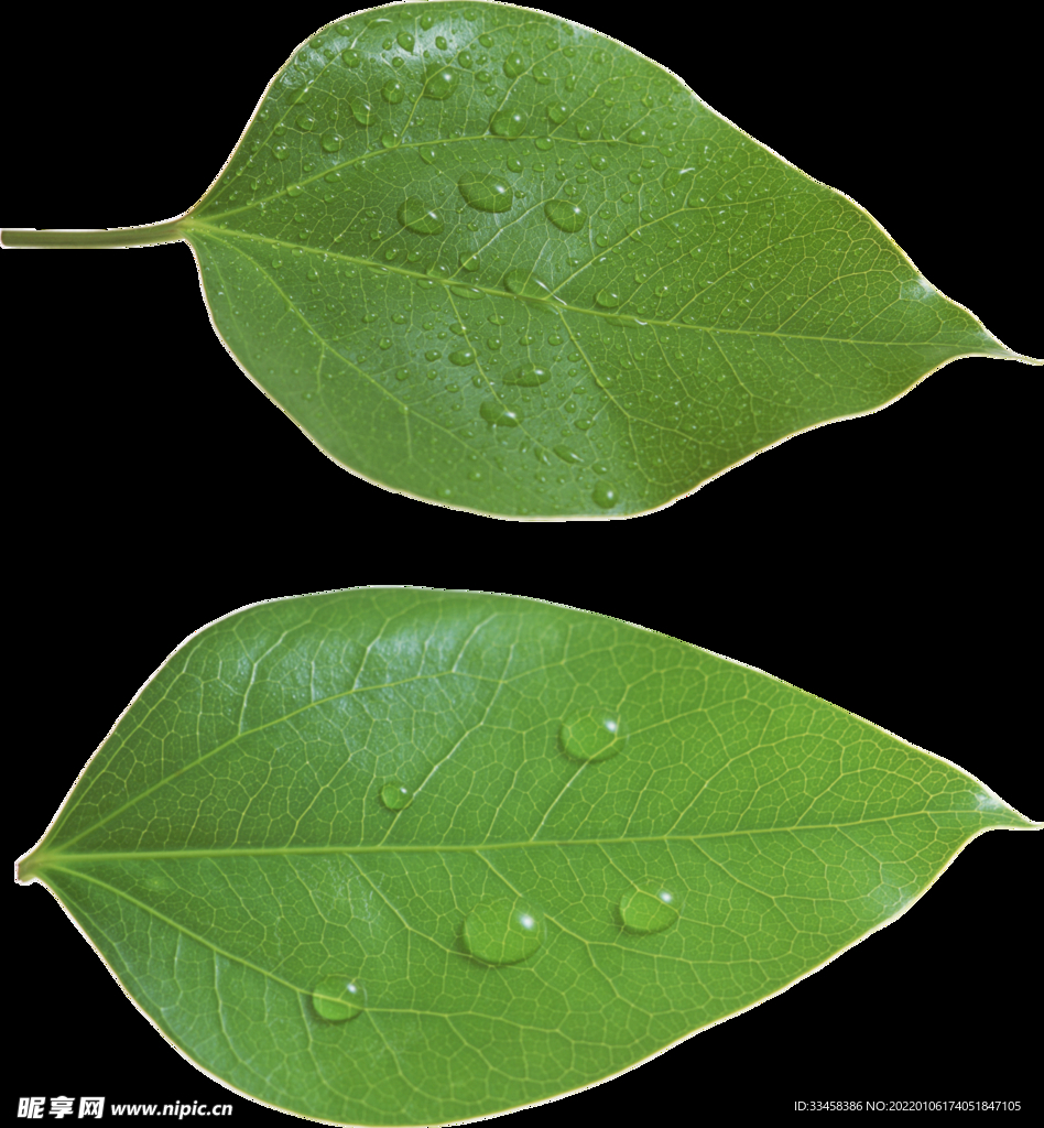 绿叶 png 植物 矢量图  