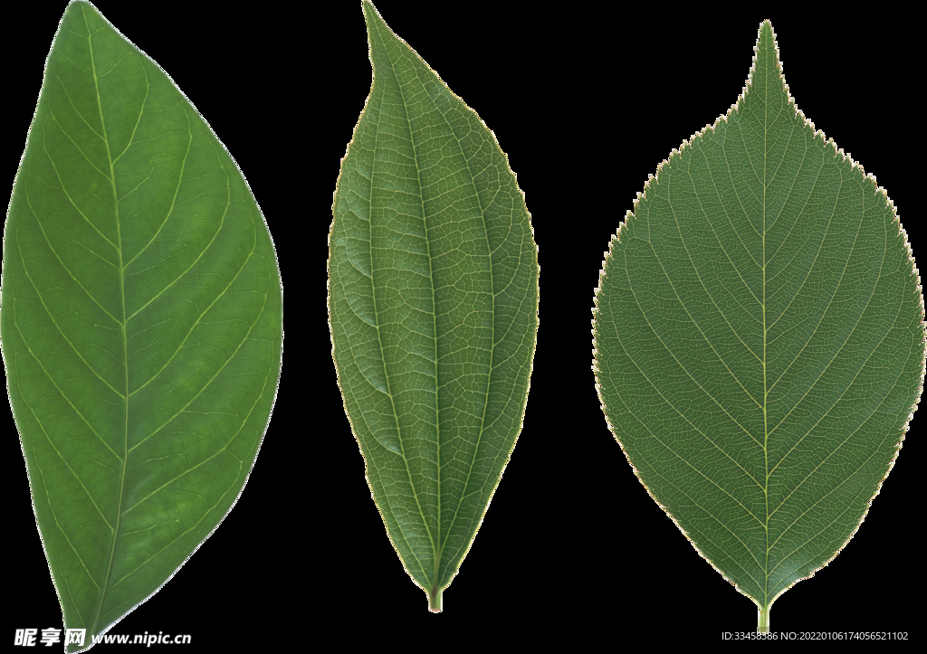 绿叶 png 植物 矢量图  