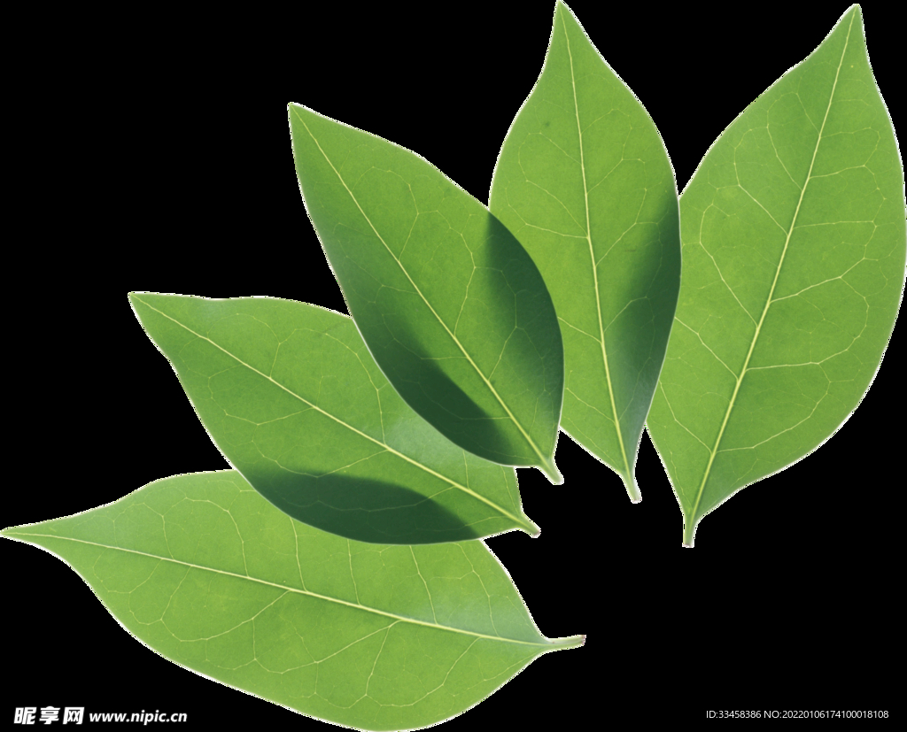 绿叶 png 植物 矢量图  