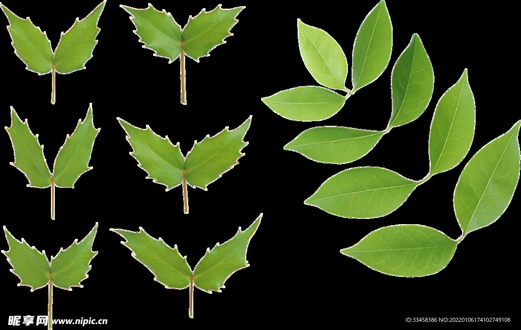 绿叶 png 植物 矢量图  