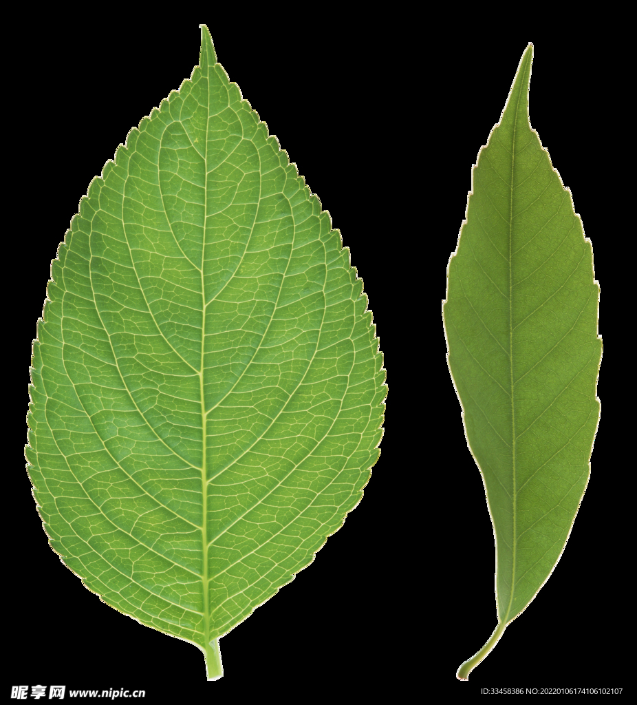 绿叶 png 植物 矢量图  