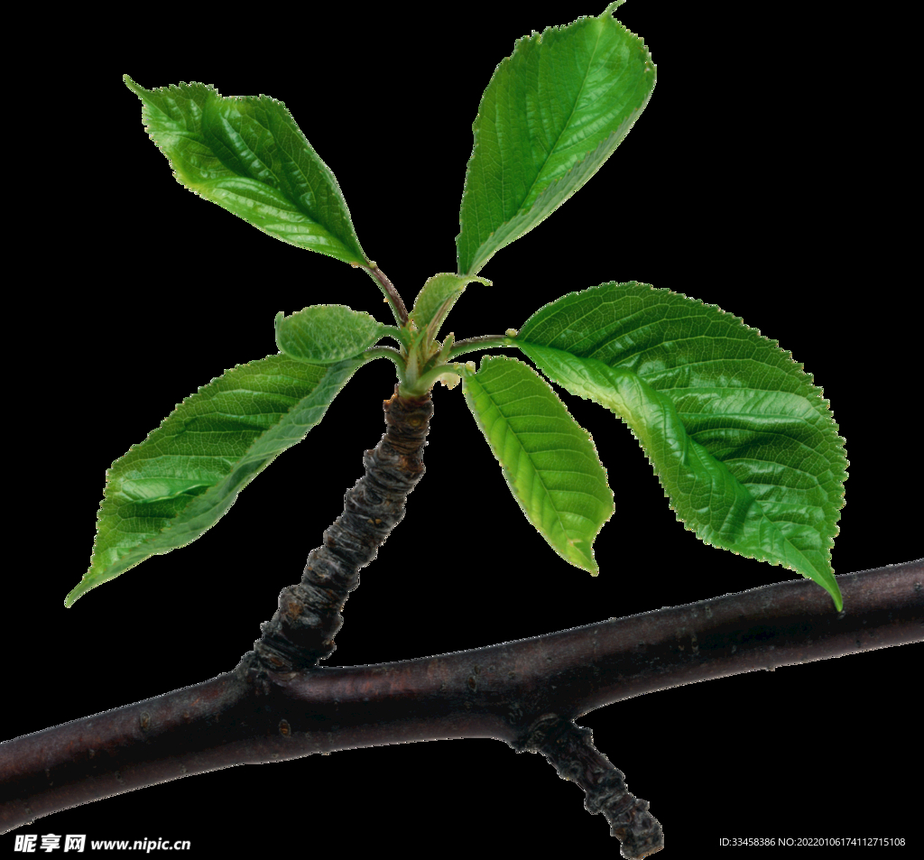 绿叶 png 植物 矢量图  