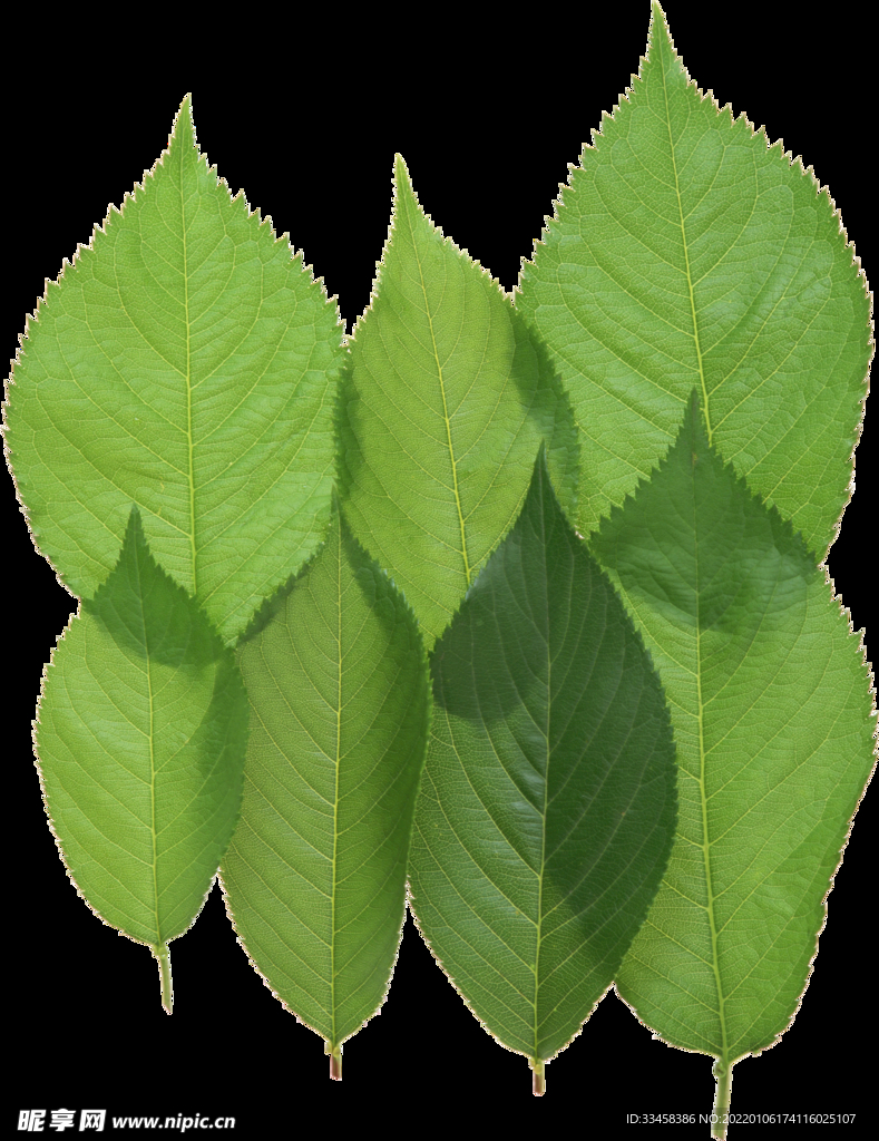 绿叶 png 植物 矢量图  