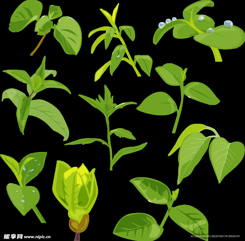 绿叶 png 植物 矢量图  