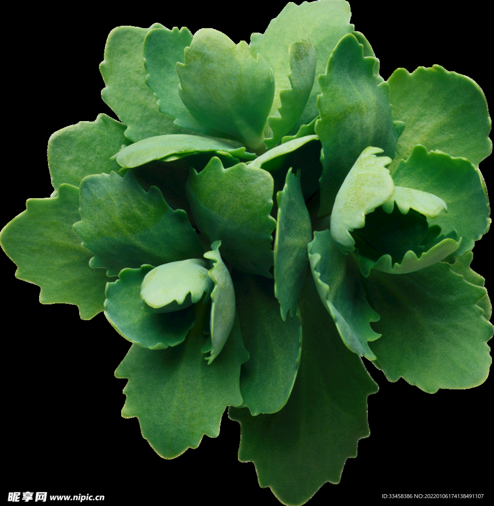 绿叶 png 植物 矢量图  