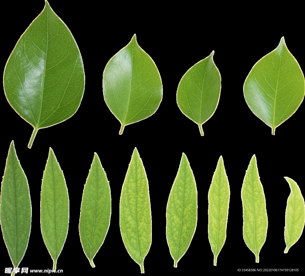 绿叶 png 植物 矢量图  