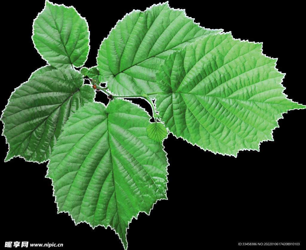 绿叶 png 植物 矢量图  