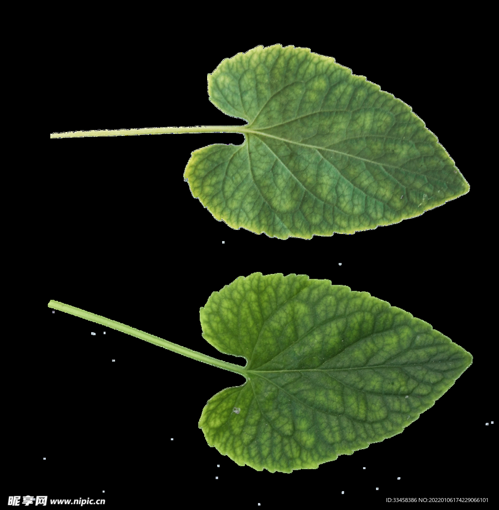 绿叶 png 植物 矢量图  