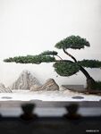 风景 