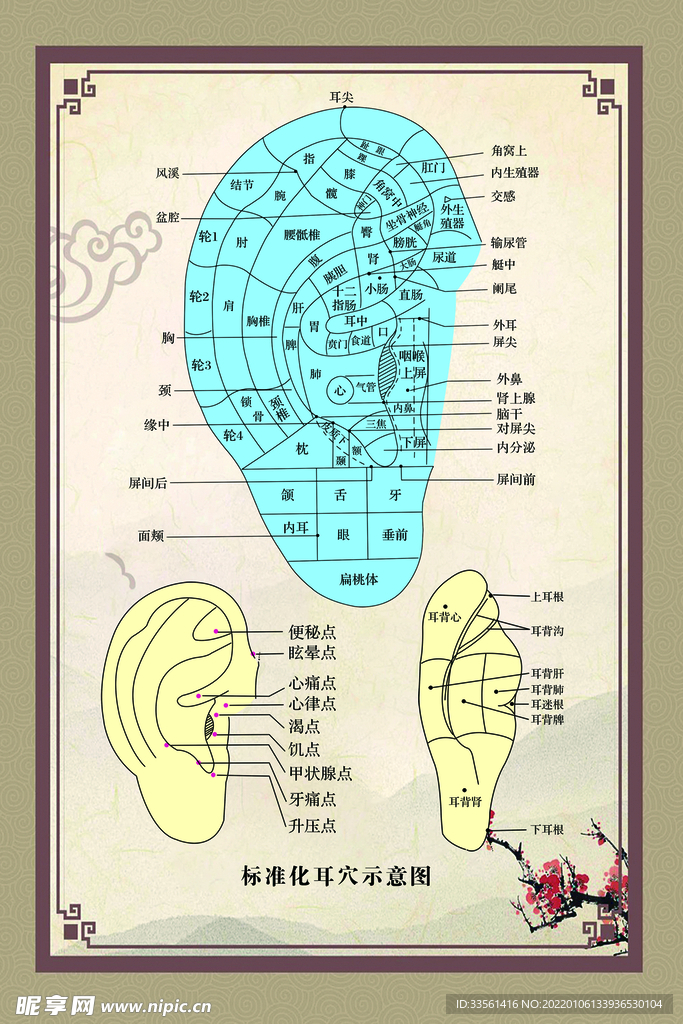 耳穴位海报