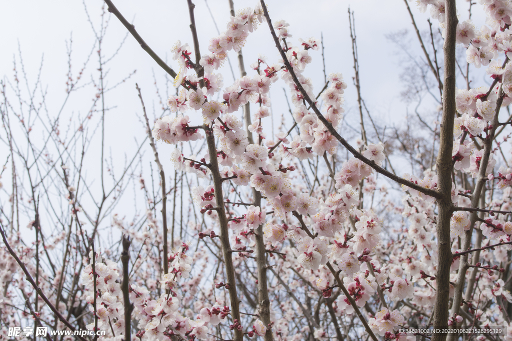 梅花  