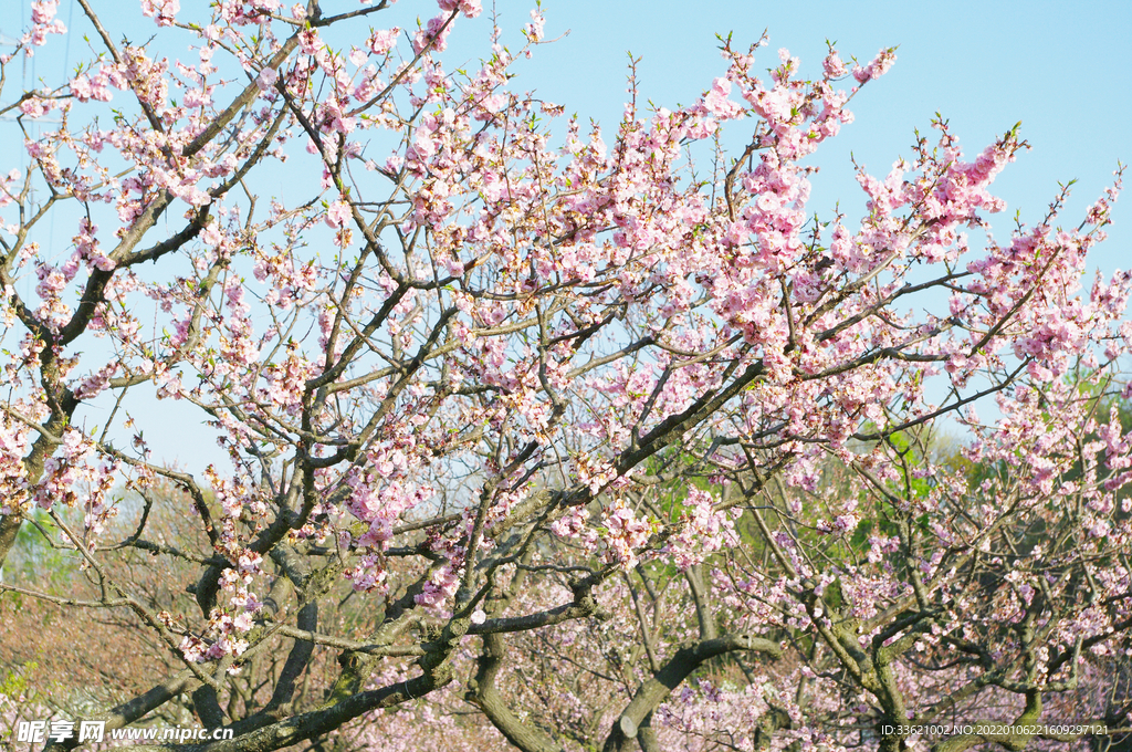 梅花  