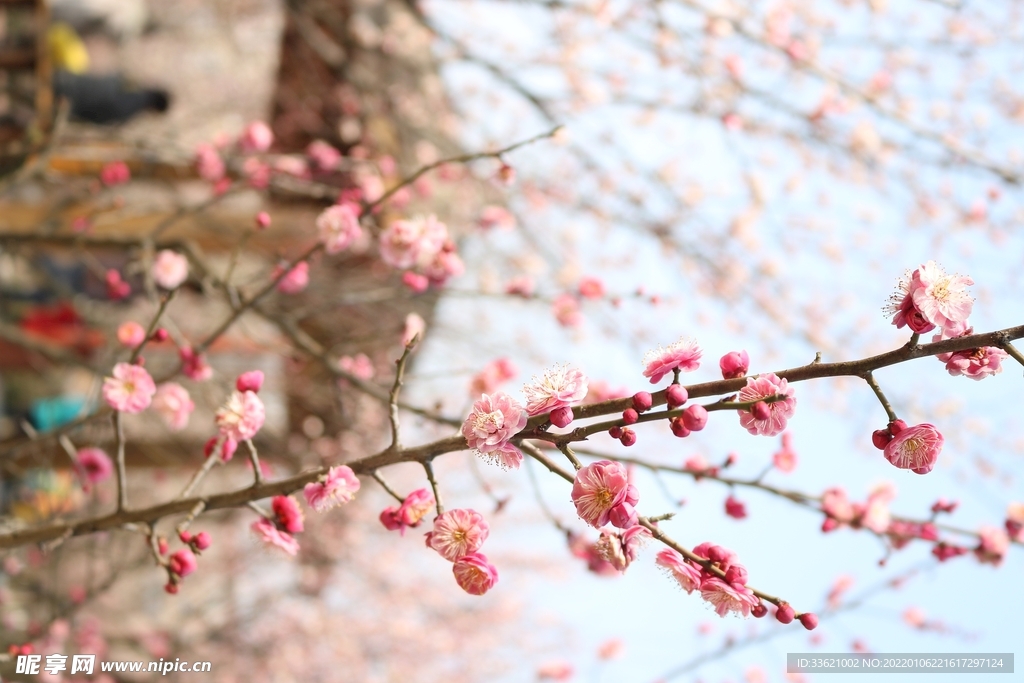 梅花 