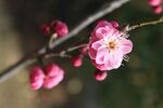 梅花  