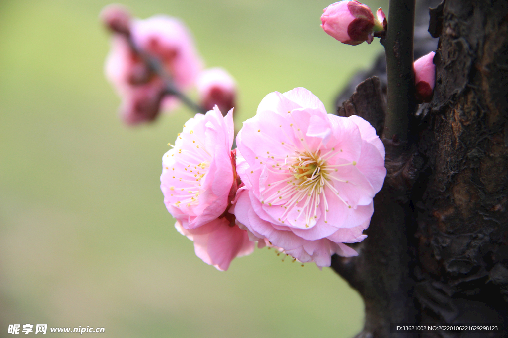 梅花  