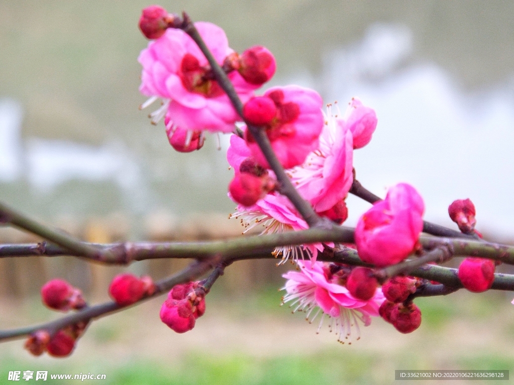 梅花  