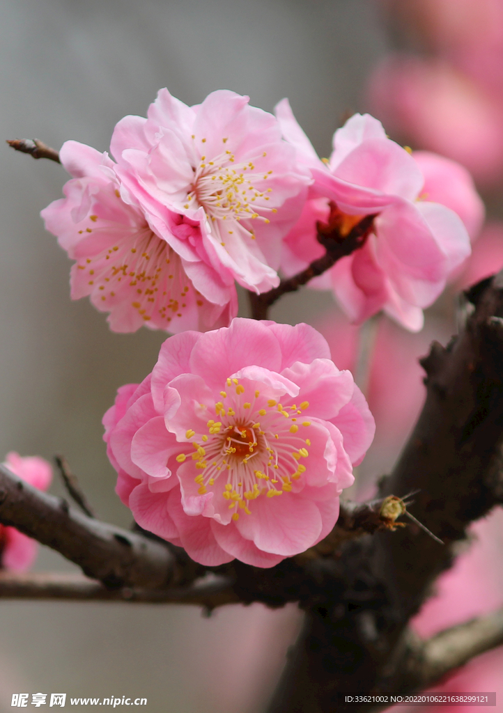 梅花 