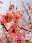 桃花桃树