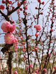 桃花桃树
