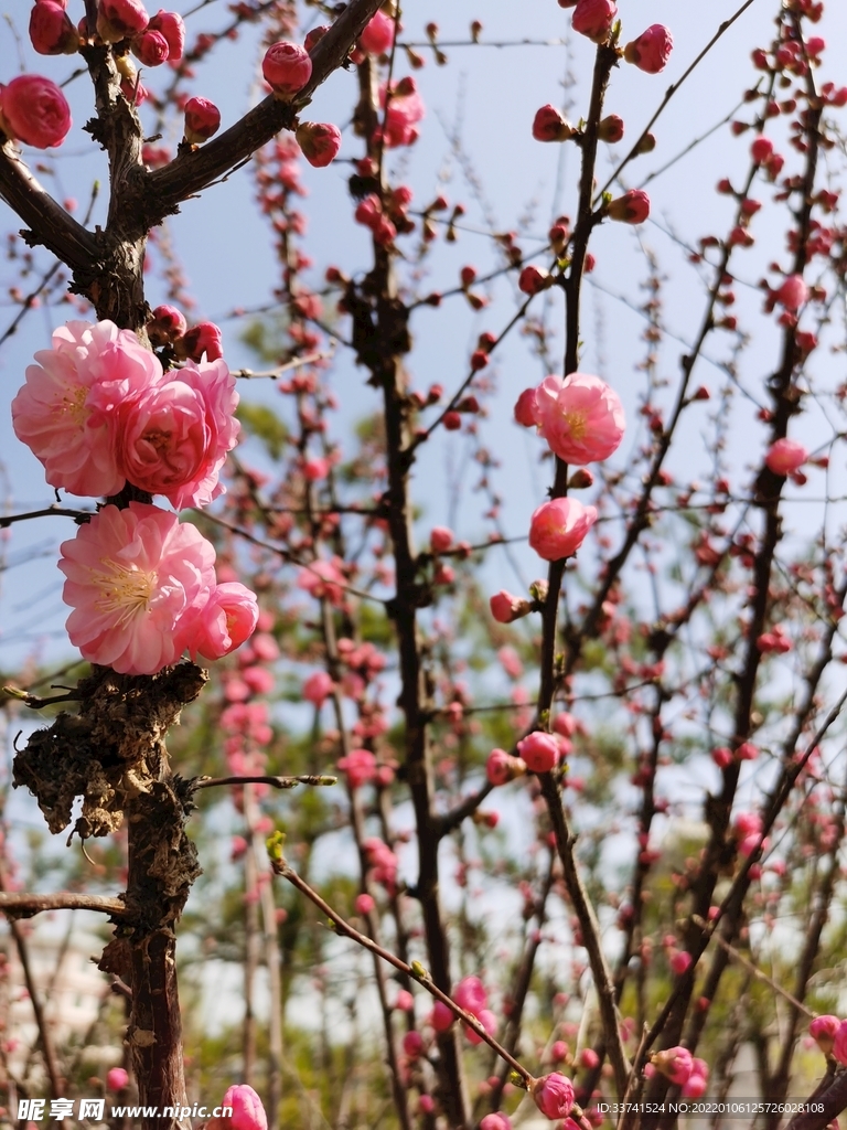 桃花桃树