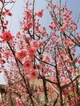 桃花桃树