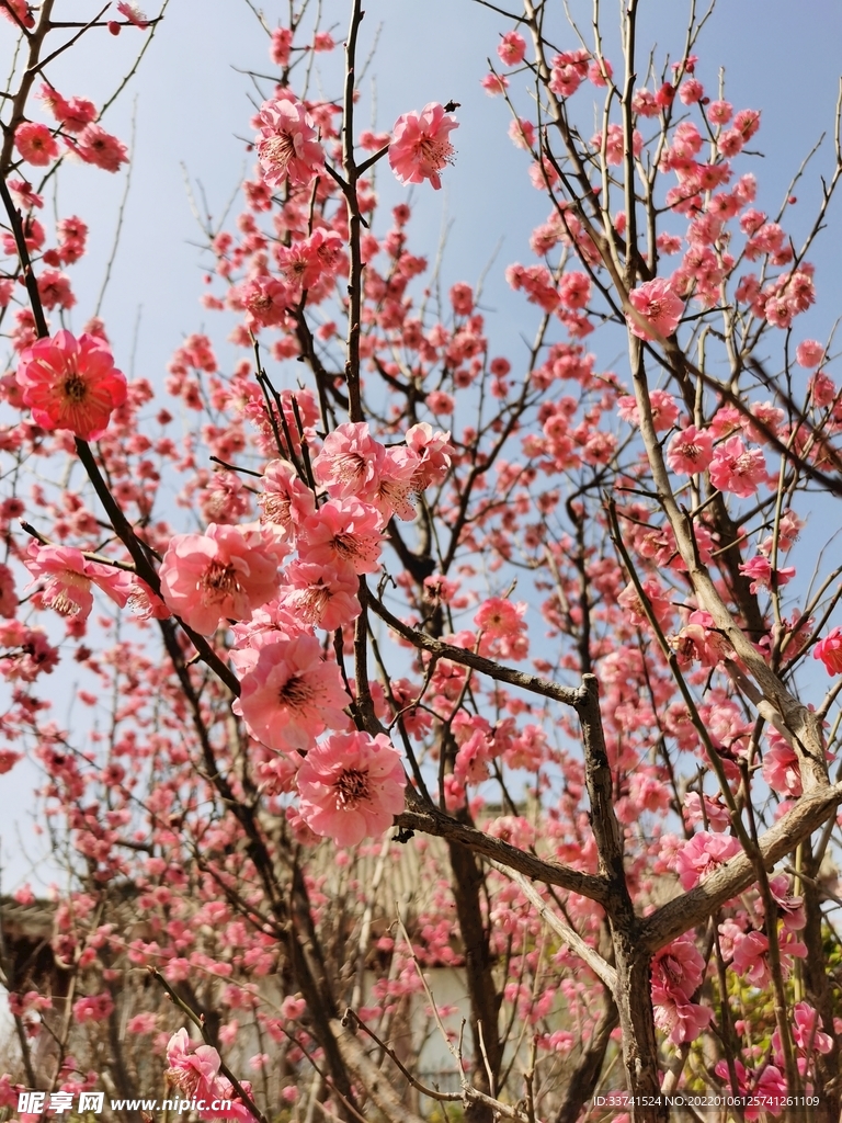 桃花桃树