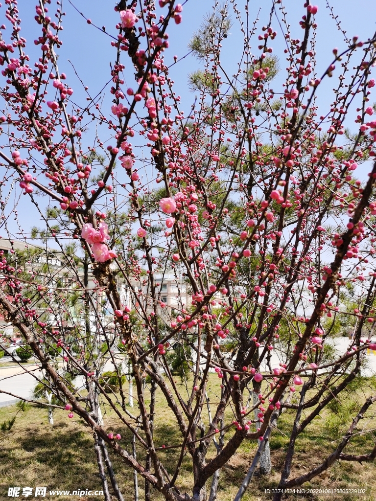 桃花桃树