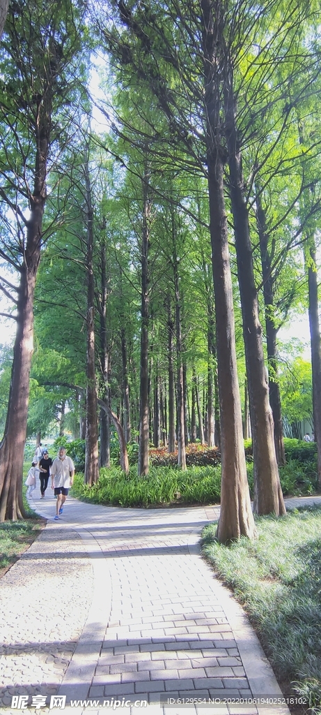 树