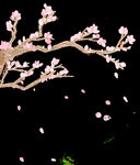 桃花树桃花