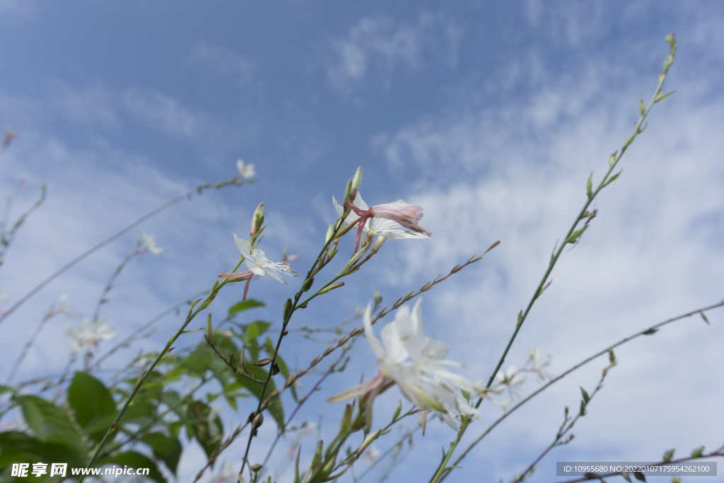 风中的花