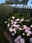 路边的绣球花