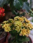 黄色长寿花