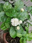 茉莉花