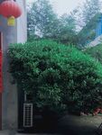 小院儿