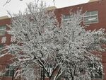 茂盛雪景树