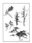 白描树木