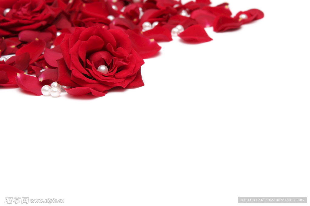 玫瑰花 