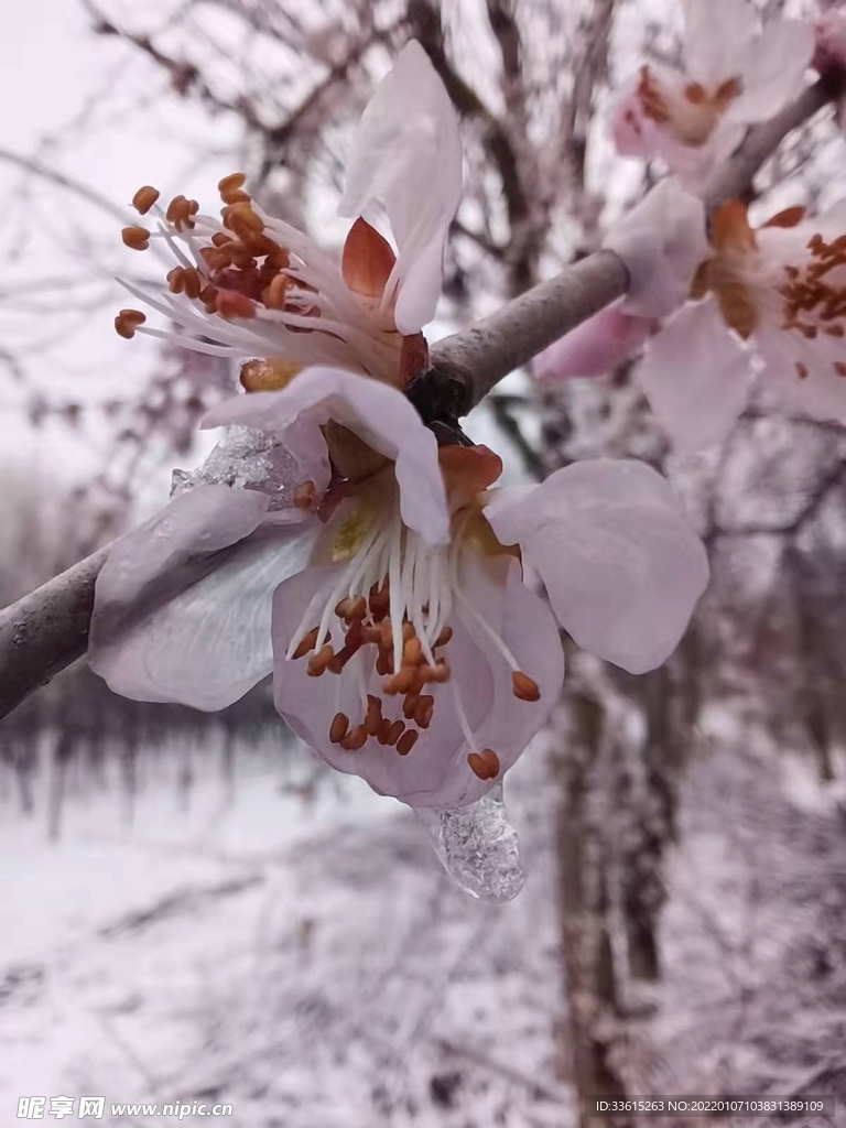 冰桃花