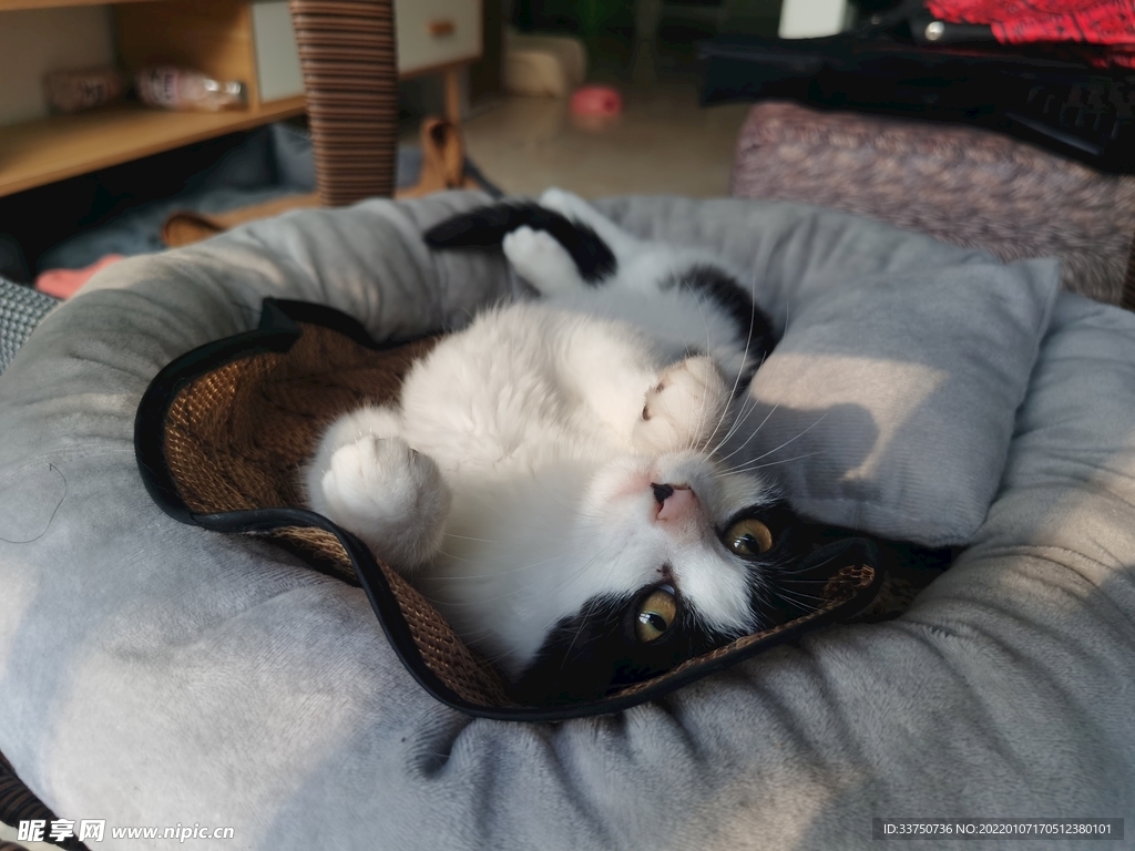 小猫