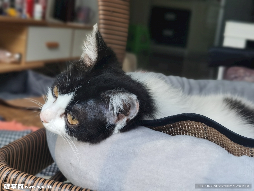小猫