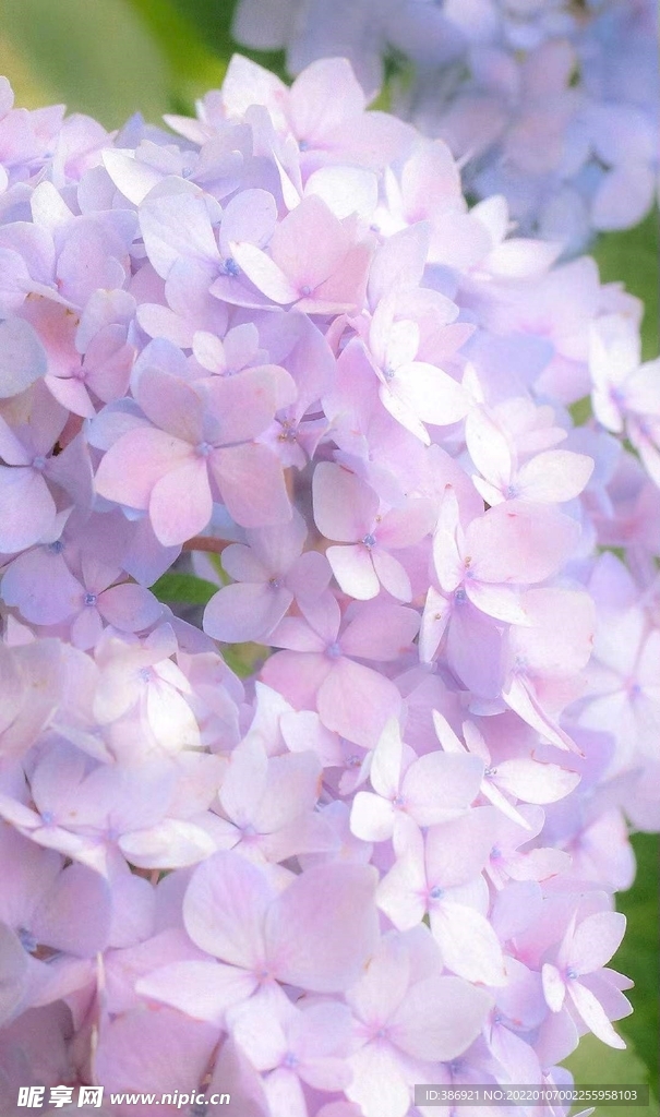 粉色鲜花
