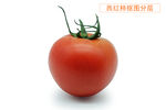 西红柿抠图分层