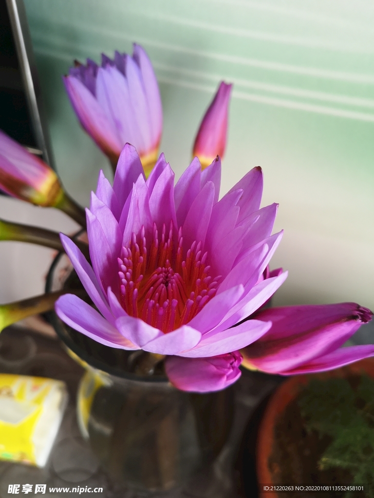非洲睡莲