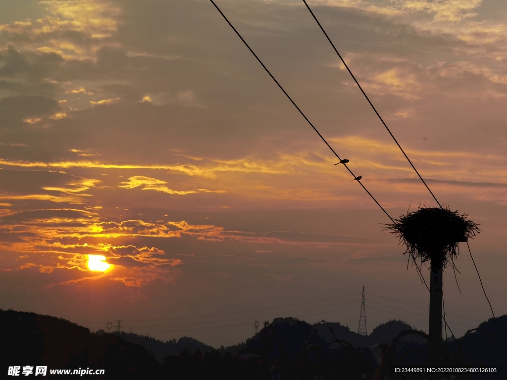 鸟窝 夕阳